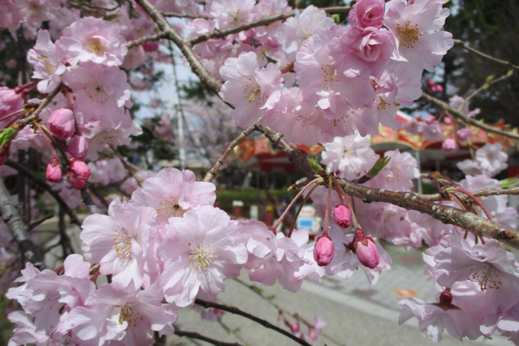 枝垂桜アップ