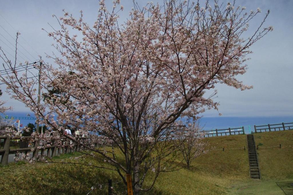 神代曙全景