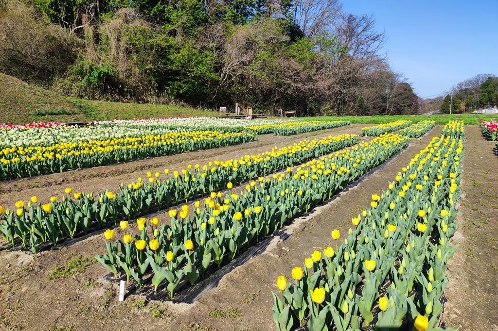 今年の黄色はちょっと背が低いです