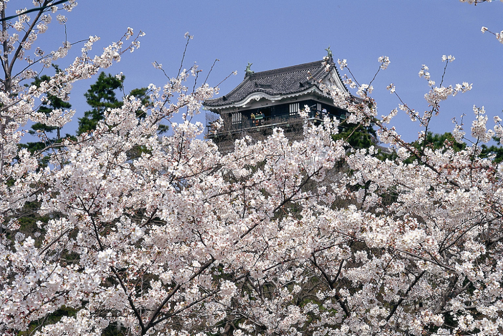 4月9日 土 放送のcbcテレビ 花咲かタイムズ で岡崎が紹介されます 新着情報 岡崎おでかけナビ 岡崎市観光協会公式サイト