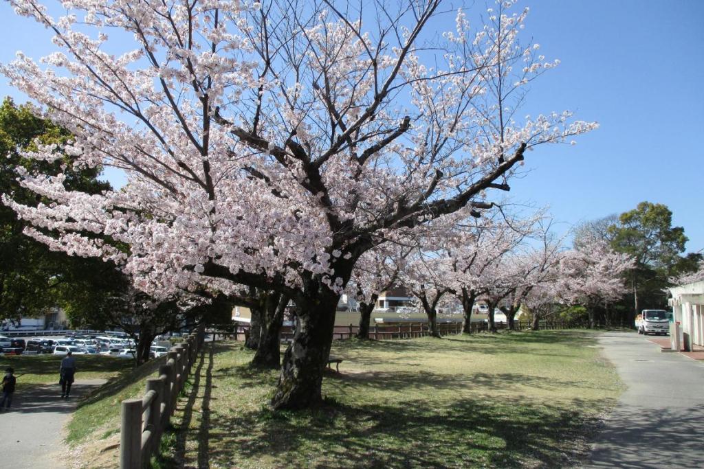 ソメイヨシノ全景①
