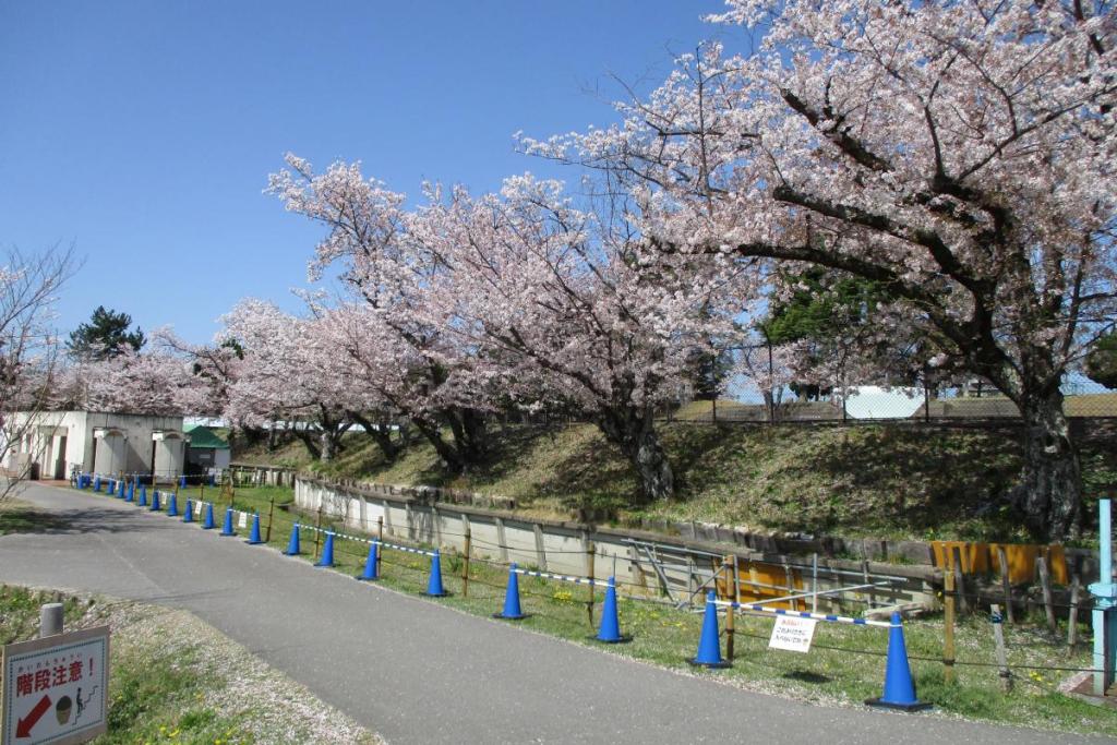 ソメイヨシノ全景②