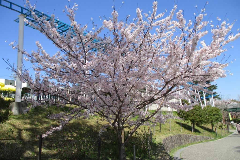 ソメイヨシノ全景③