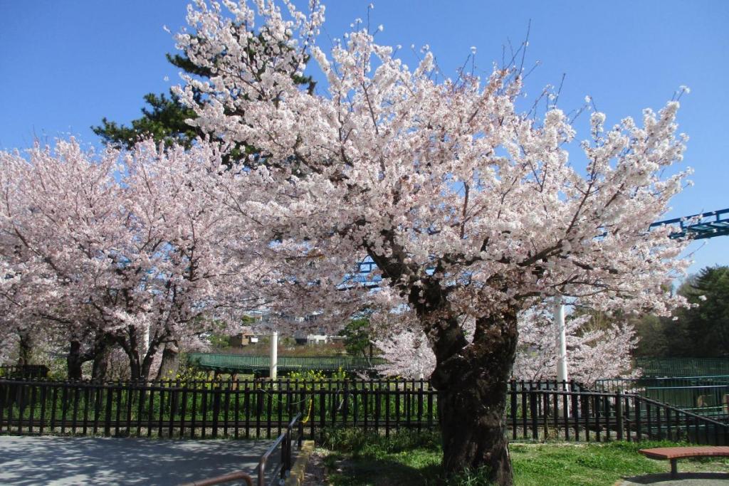 ソメイヨシノ全景④
