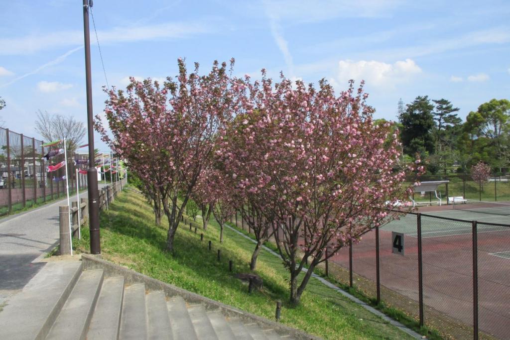 関山　全体1