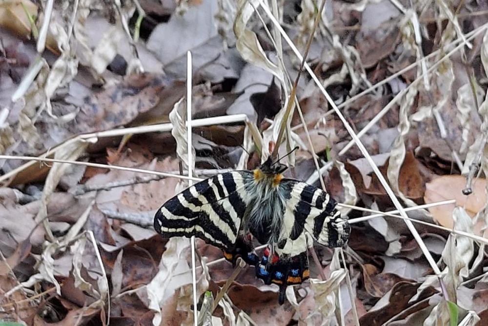 里山の春の女神「ギフチョウ」