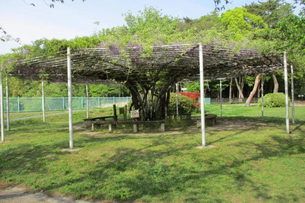 藤全景