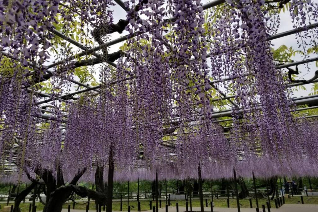 2022年4月21日（木）の藤の様子です