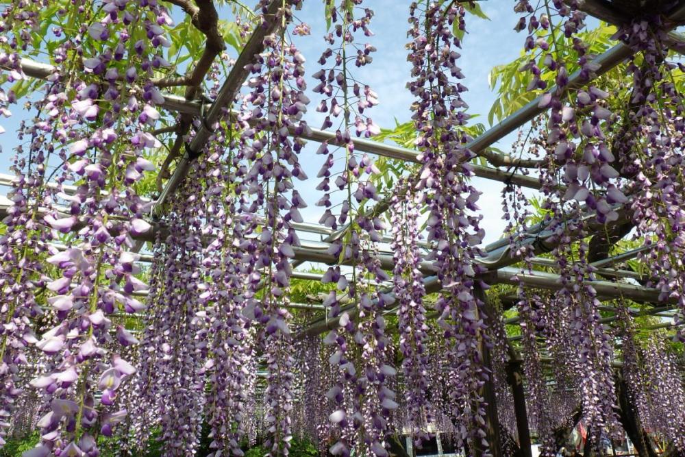 22年の岡崎公園五万石ふじの開花状況はこちら 新着情報 岡崎公園 岡崎おでかけナビ 岡崎市観光協会公式サイト