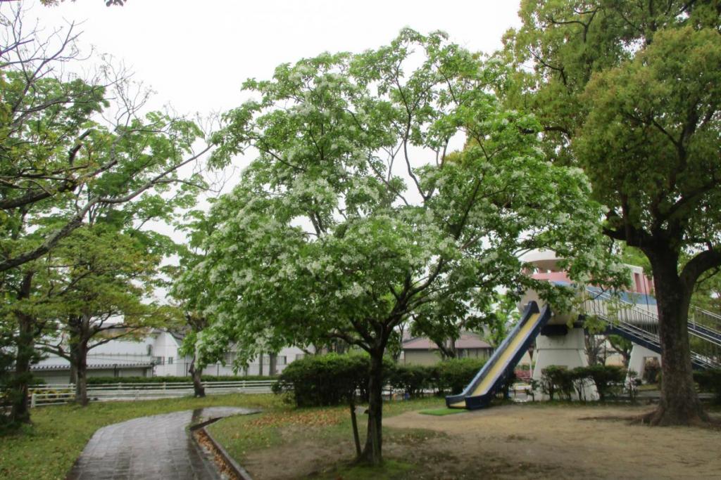 なんじゃもんじゃ　全体2
