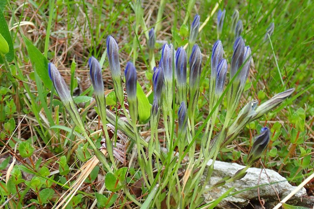 「ハルリンドウ」雨の日は花を閉じてお休みです。