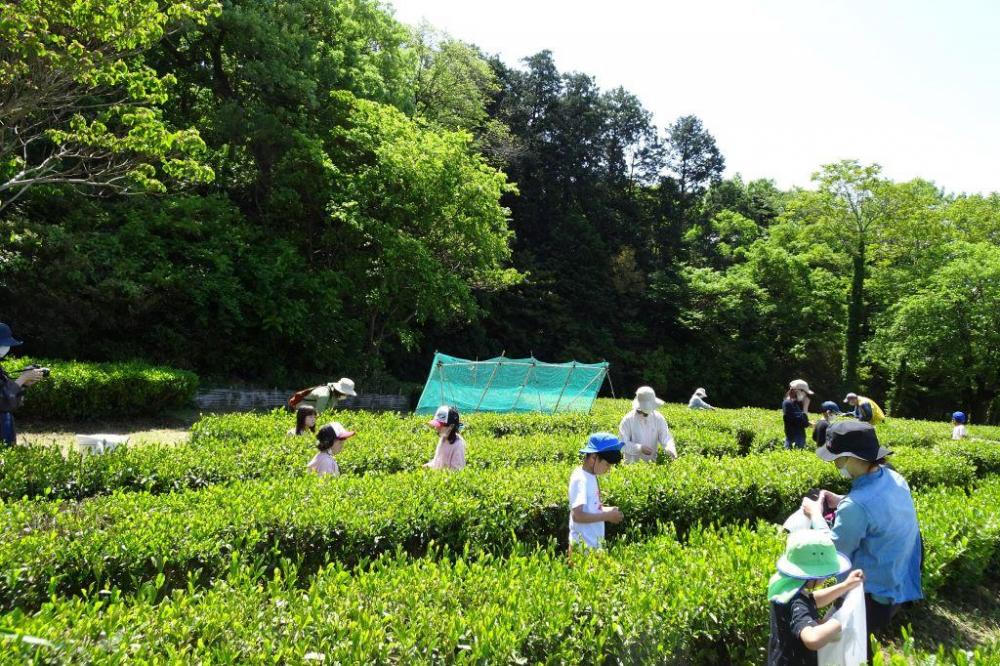 お茶摘み会開始！！