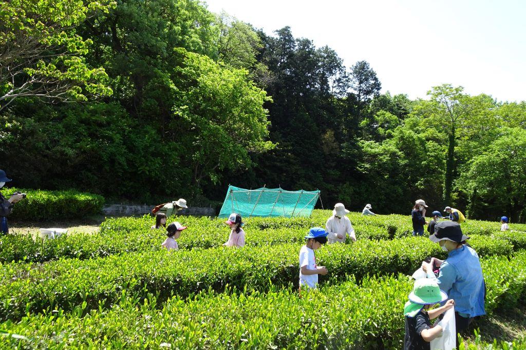 お茶摘み会開始！！