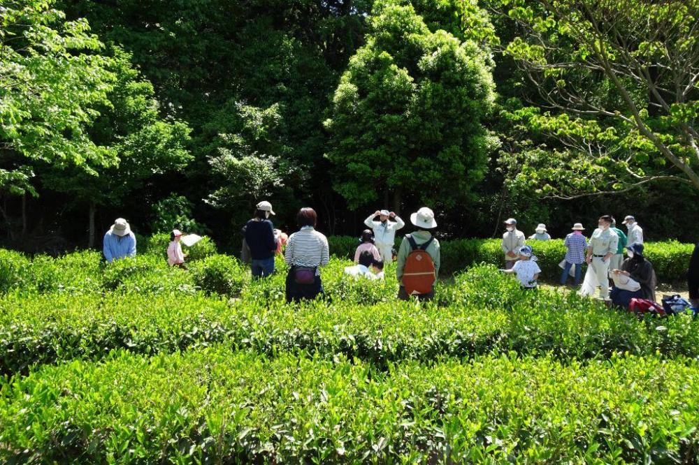 緑が素晴らしい！