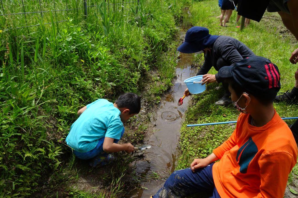 水路にはどんな生き物がいるかな？