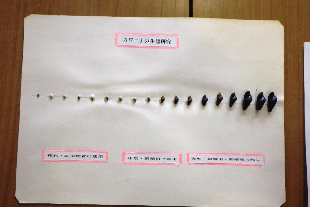 ホタルの大きさに合わせたカワニナが必要です