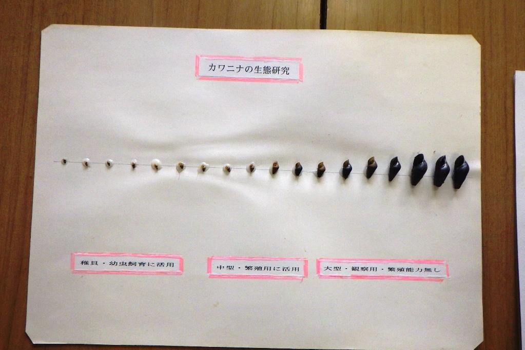 ホタルの大きさに合わせたカワニナが必要です