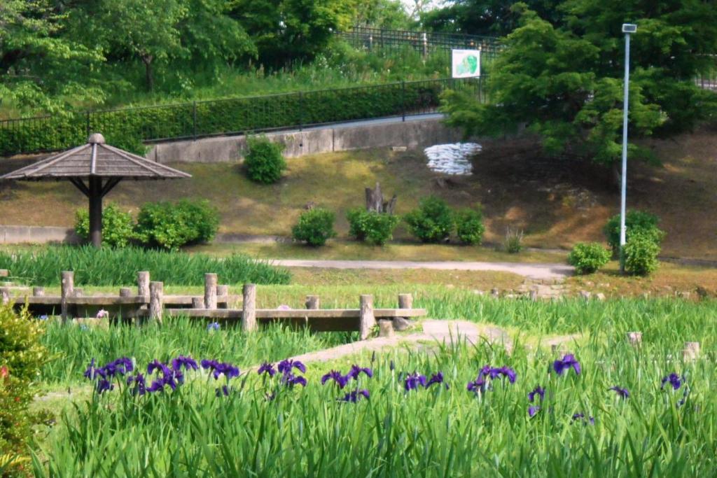 遠目にも開花が確認できるのは