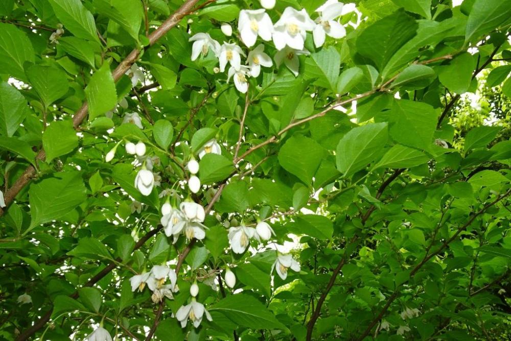 エゴノキの花です