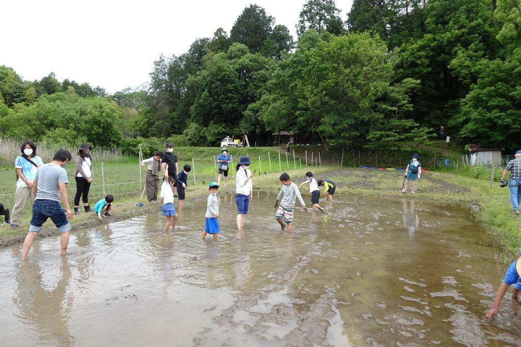 みんなで入って泥を柔らかくします。