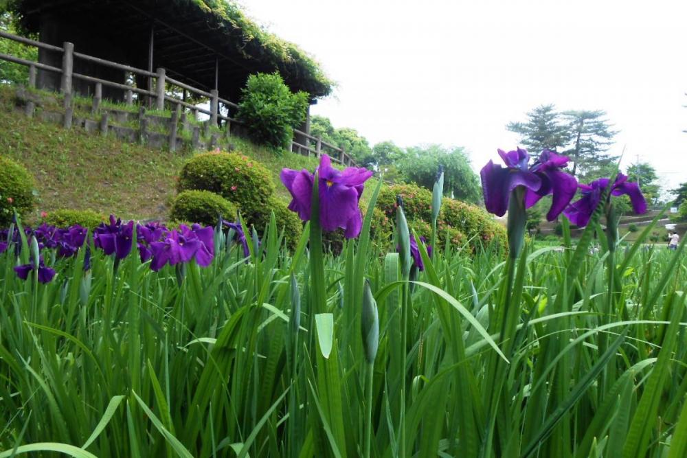 一番花が咲き切りそうな勢いです。