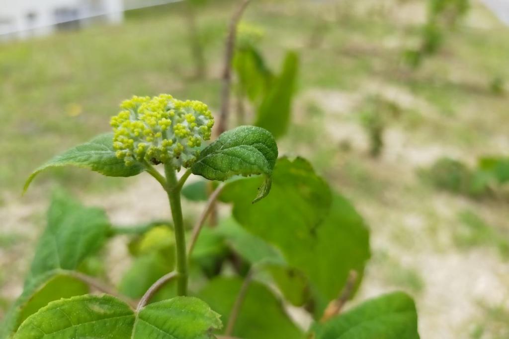 5月5日に植樹したアナベル