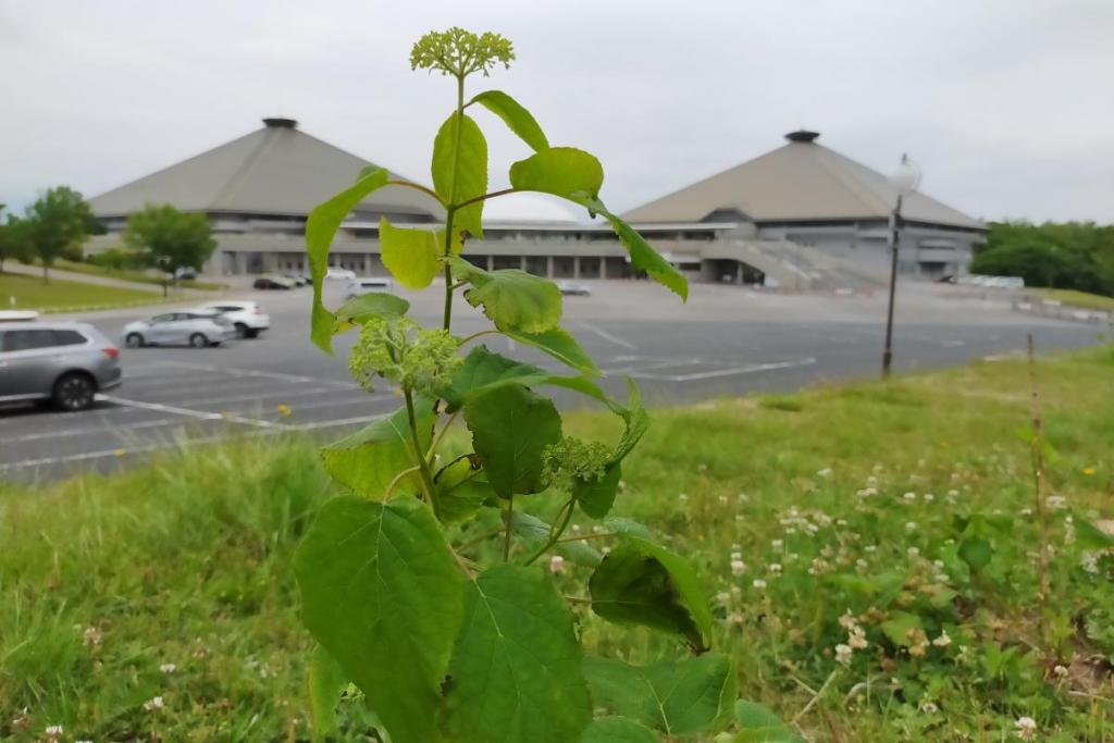 5月5日に植樹したアナベル