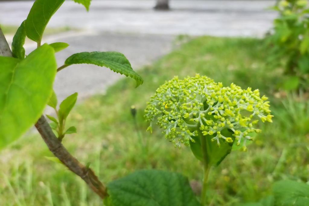 3月のイベントで植樹したアナベル