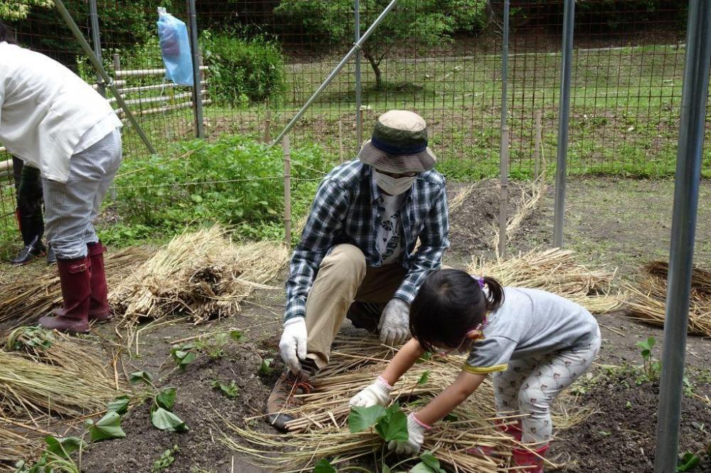 保湿保温、雑草対策で稲わらを敷いていきます。