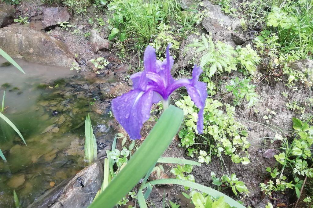 カキツバタ（カラタチのくるみの小径））