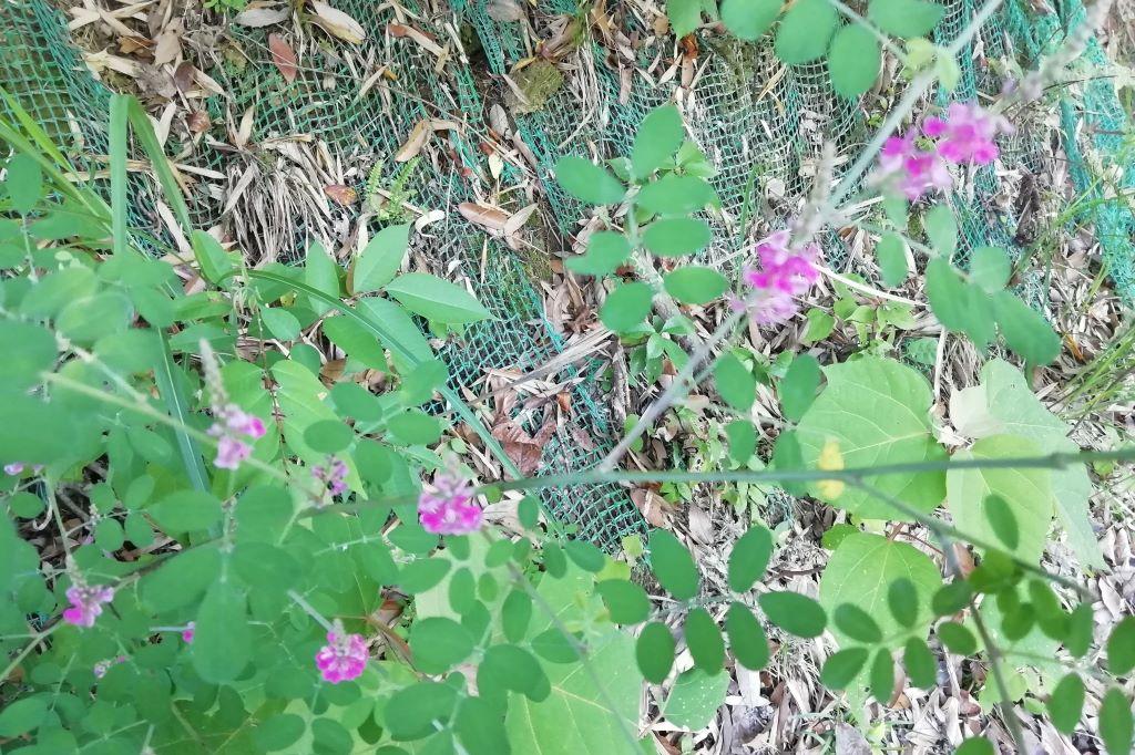 ヤマハギ開花（管理道路）