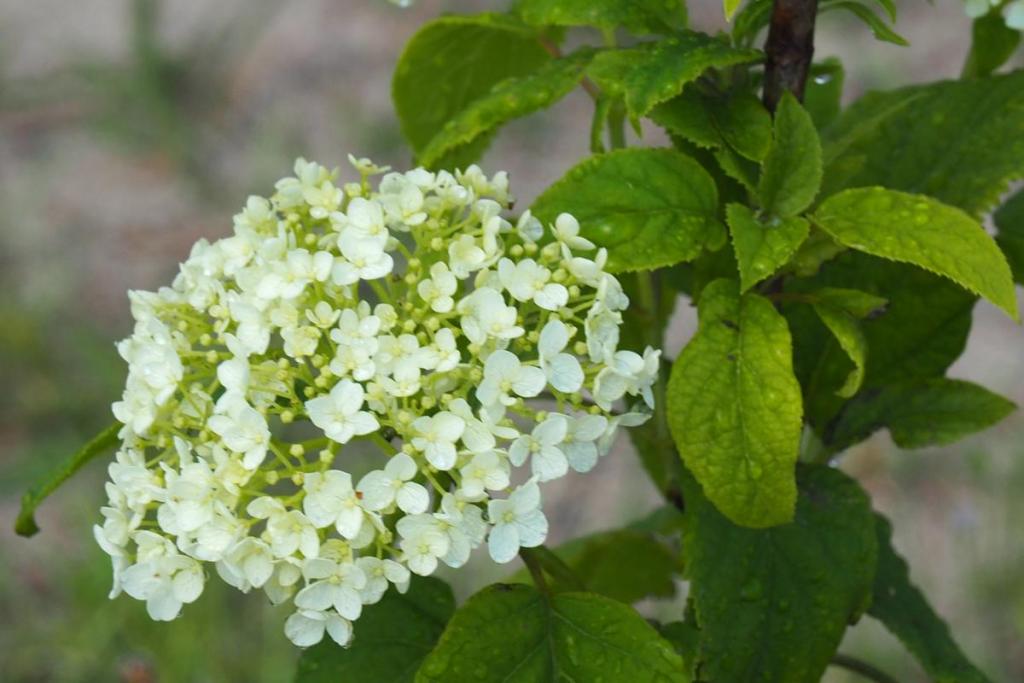 3月に植樹したアナベル