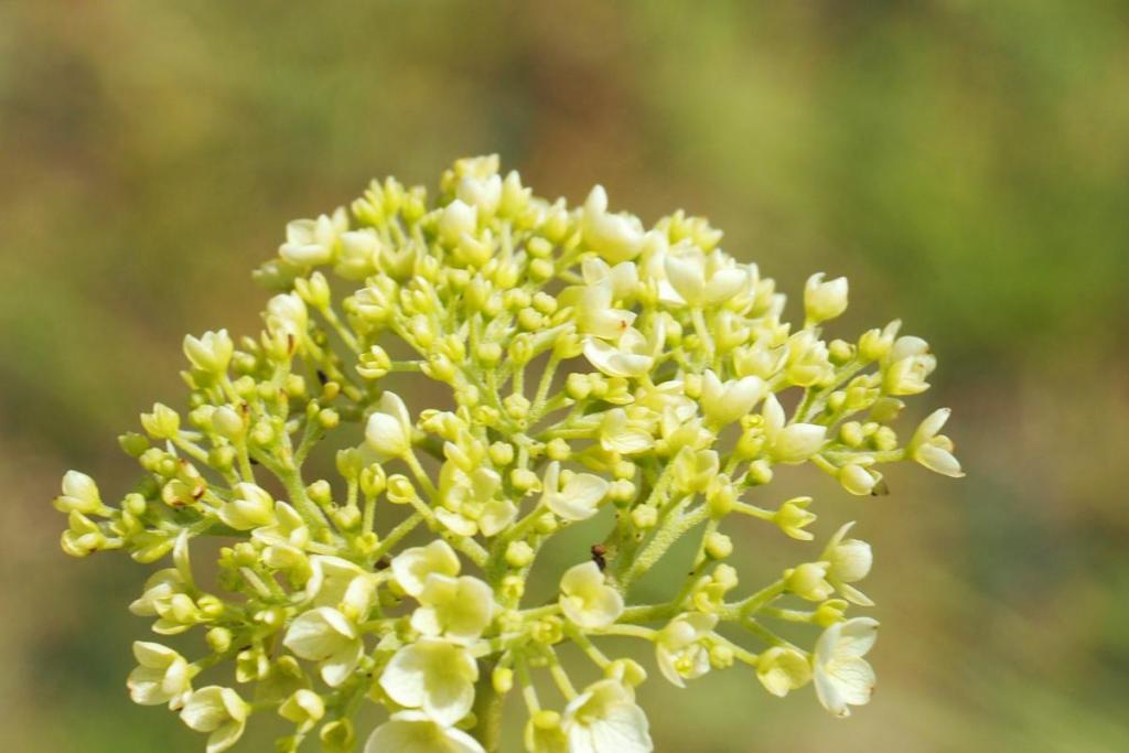 5月に植樹したアナベル