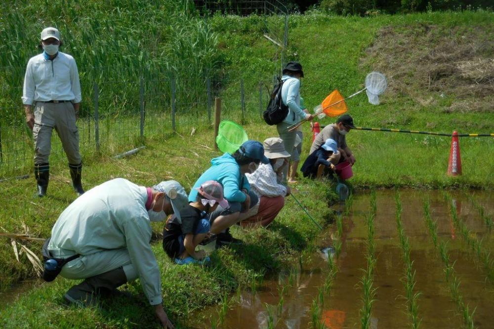 まずは田んぼの周りの草を取ってから、生きもの探し開始！