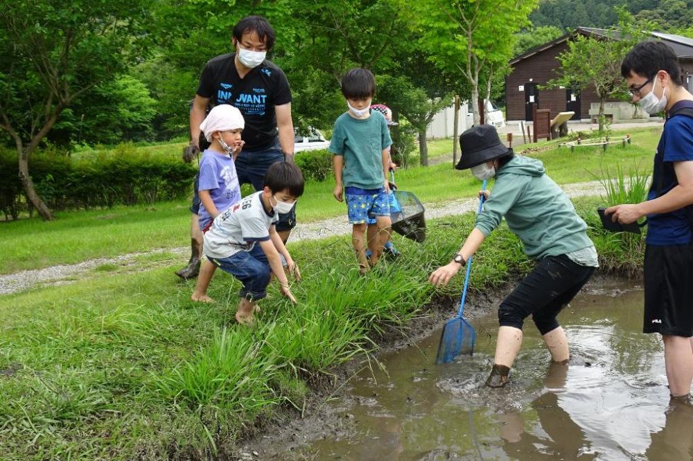 オタマジャクシがウジャウジャ