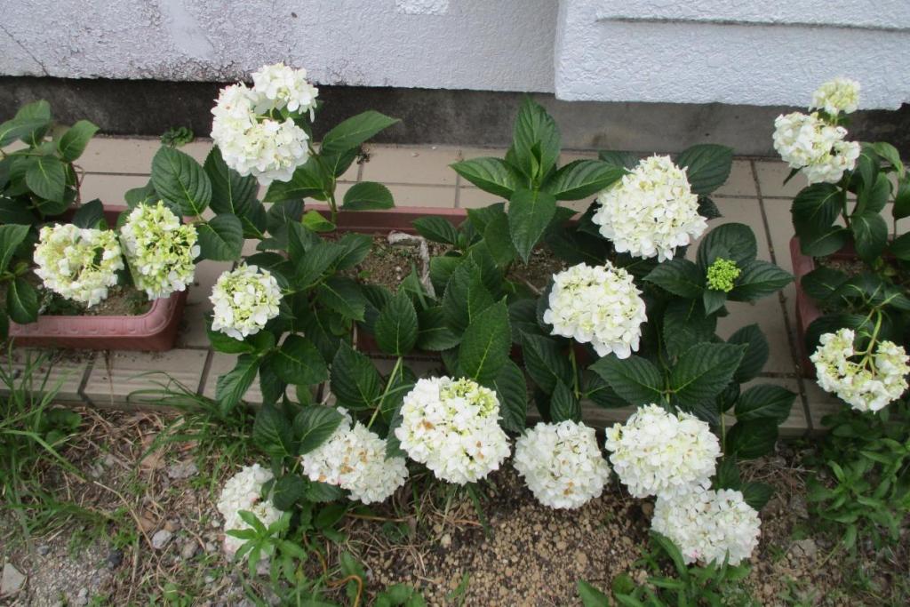 アジサイ　鉢植え1