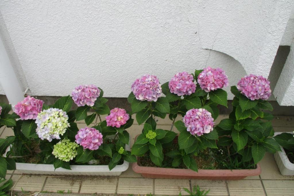 アジサイ　鉢植え2