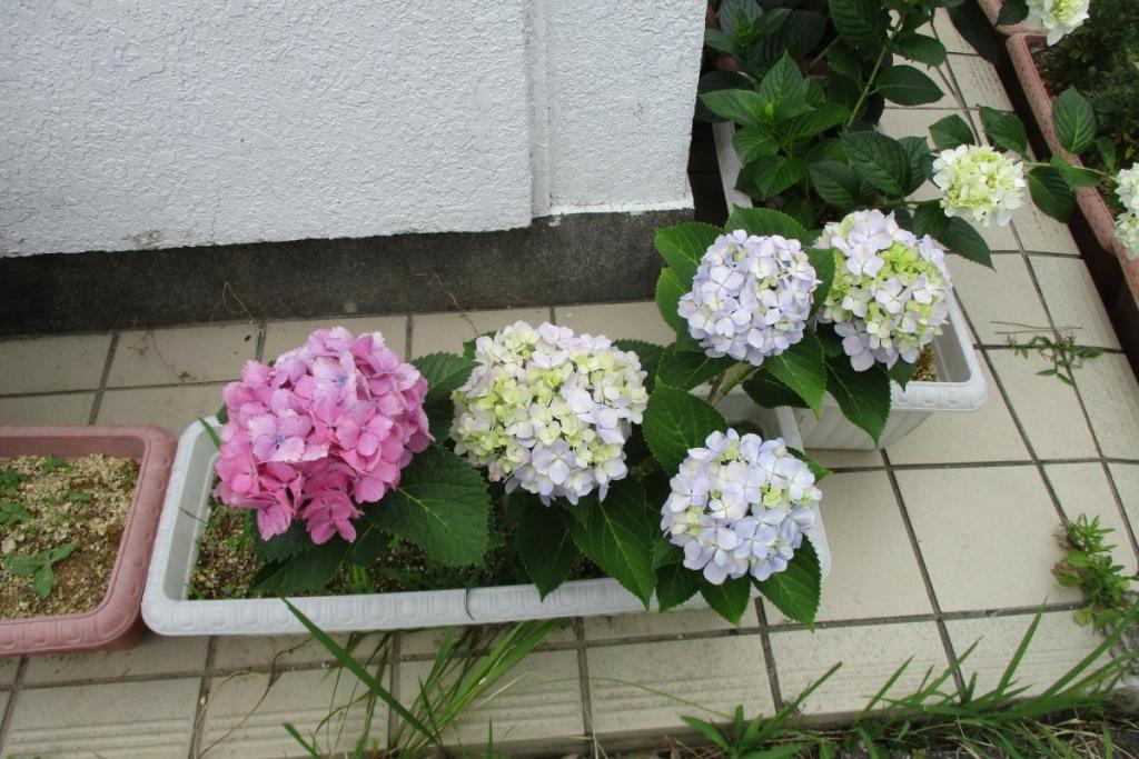 アジサイ　鉢植え3