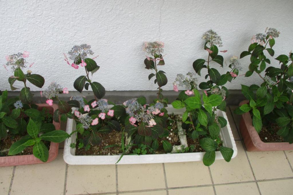 アジサイ　鉢植え4