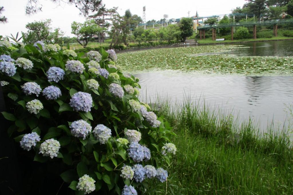 アジサイ全景②