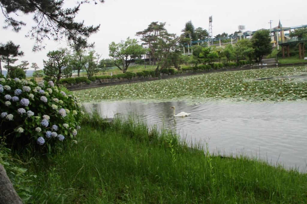 アジサイと未草と白鳥