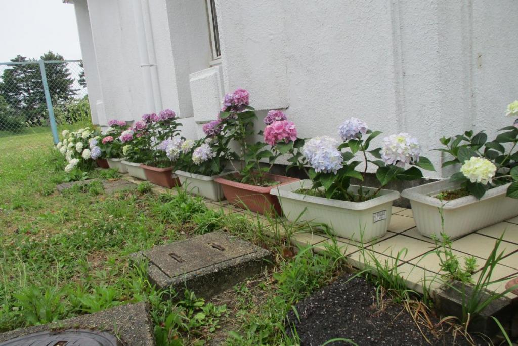 鉢植えアジサイ全景③