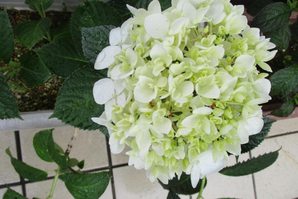 鉢植えアジサイアップ③-2