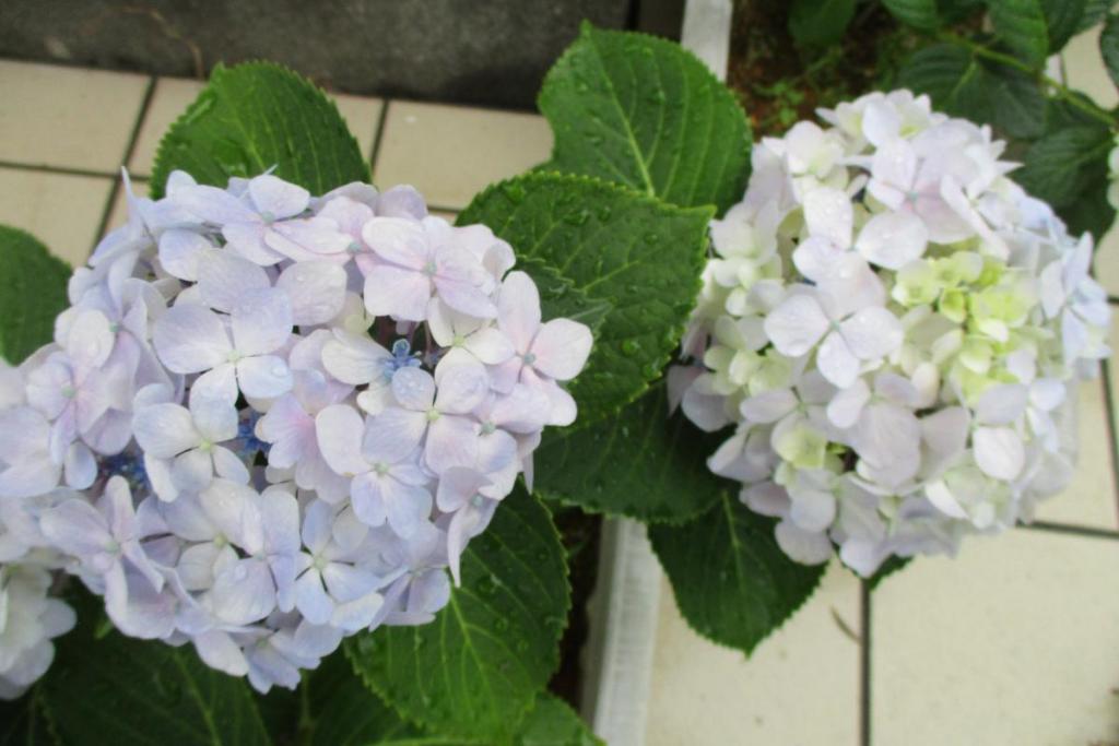 鉢植えアジサイアップ③-3