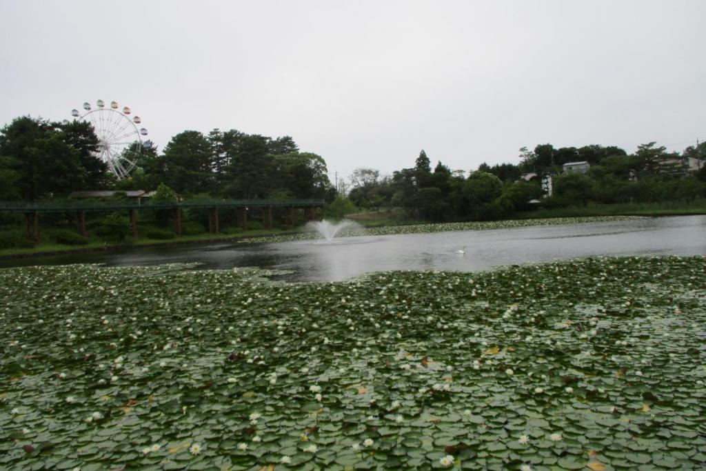 未草（ヒツジグサ）全景
