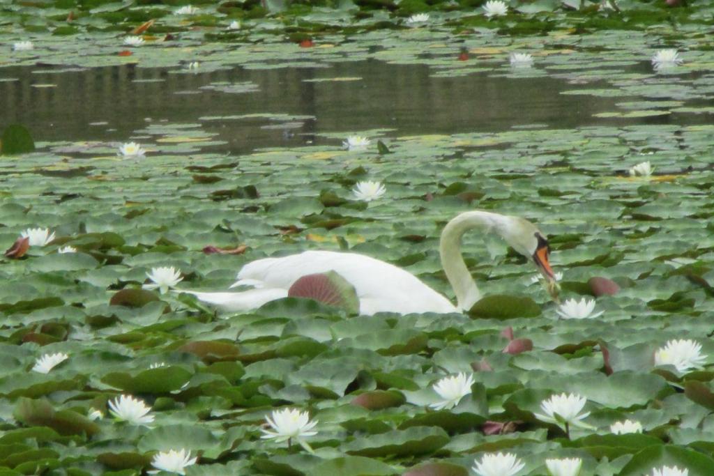 羊草（ヒツジグサ）と白鳥②