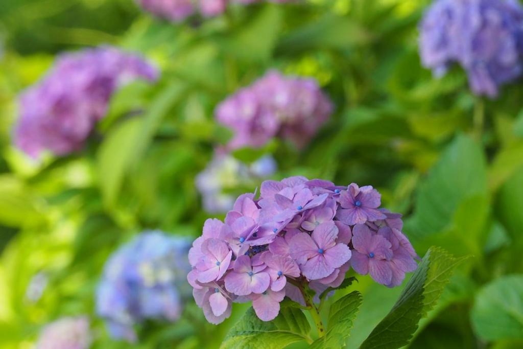 運動広場駐車場の紫陽花