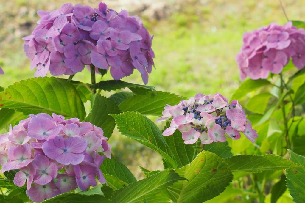 運動広場駐車場の紫陽花