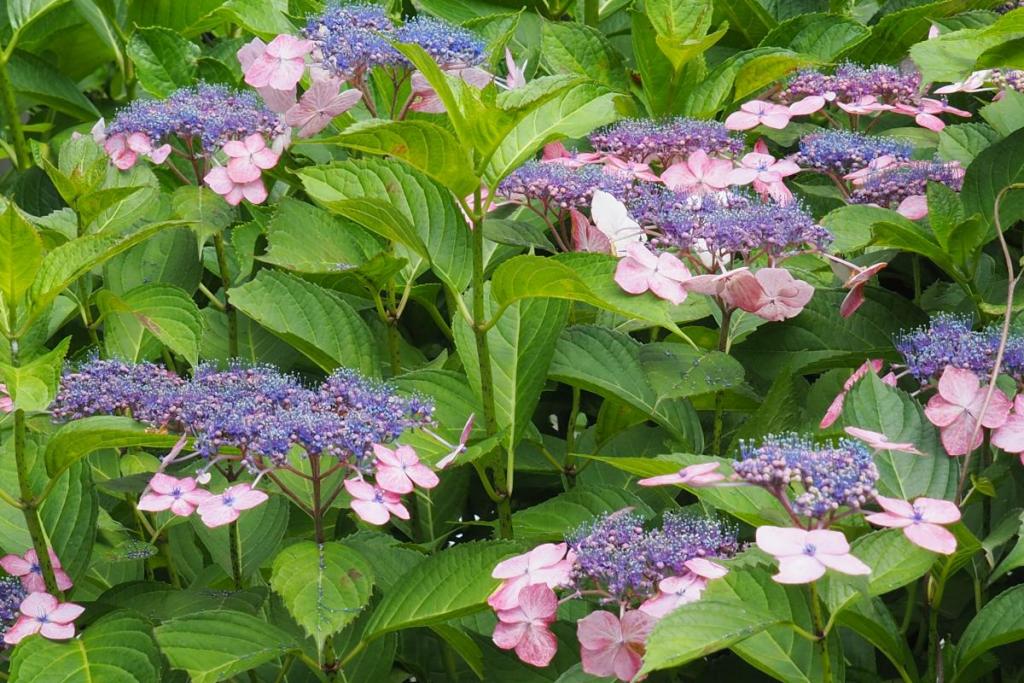 錬成道場裏の紫陽花