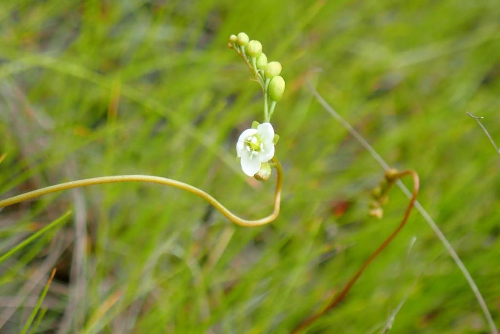 虫が上ってくると、花を閉じて虫から身を守ります。